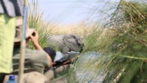 Sunway Botswana Okavango. Headshot Jez Hollinshead