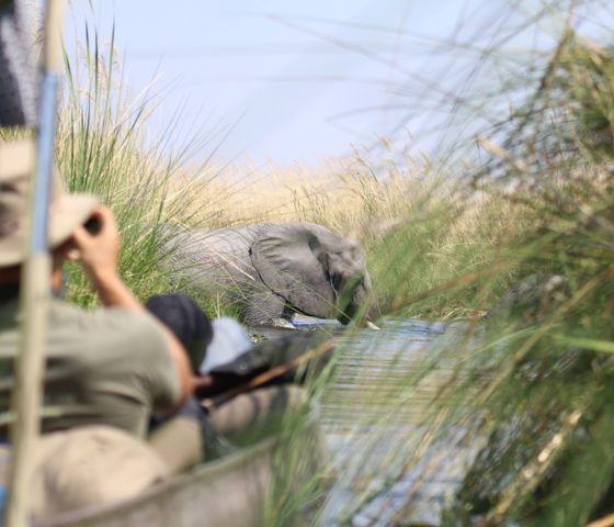 Boat tour seeing Elephant in the water