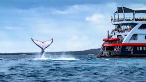 Whale tail splash - Eden Islet, Galápagos 