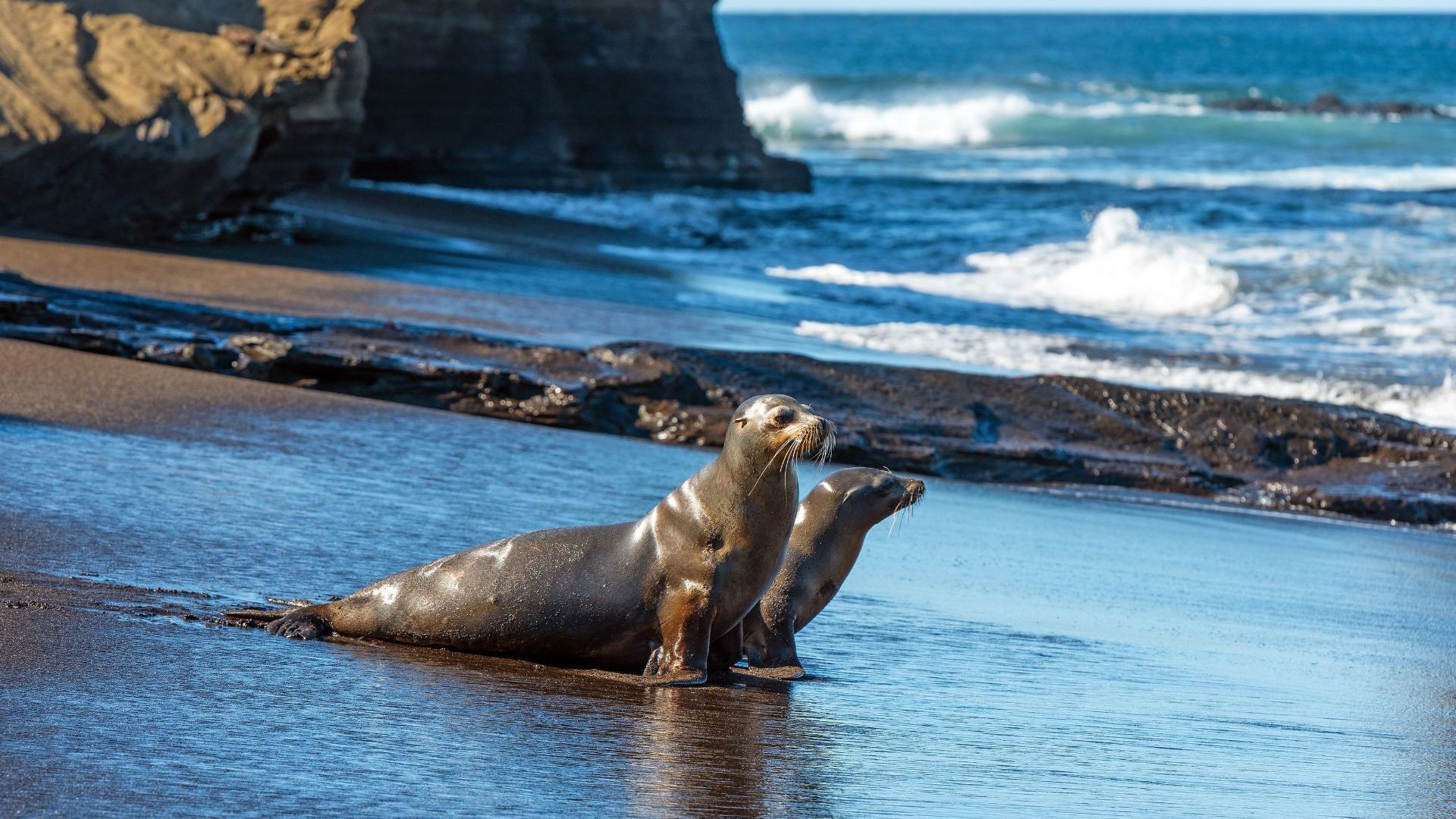Ecuador - Galapagos Islands - Galapagos Sea Lion
