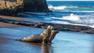 Ecuador - Galapagos Islands - Galapagos Sea Lion