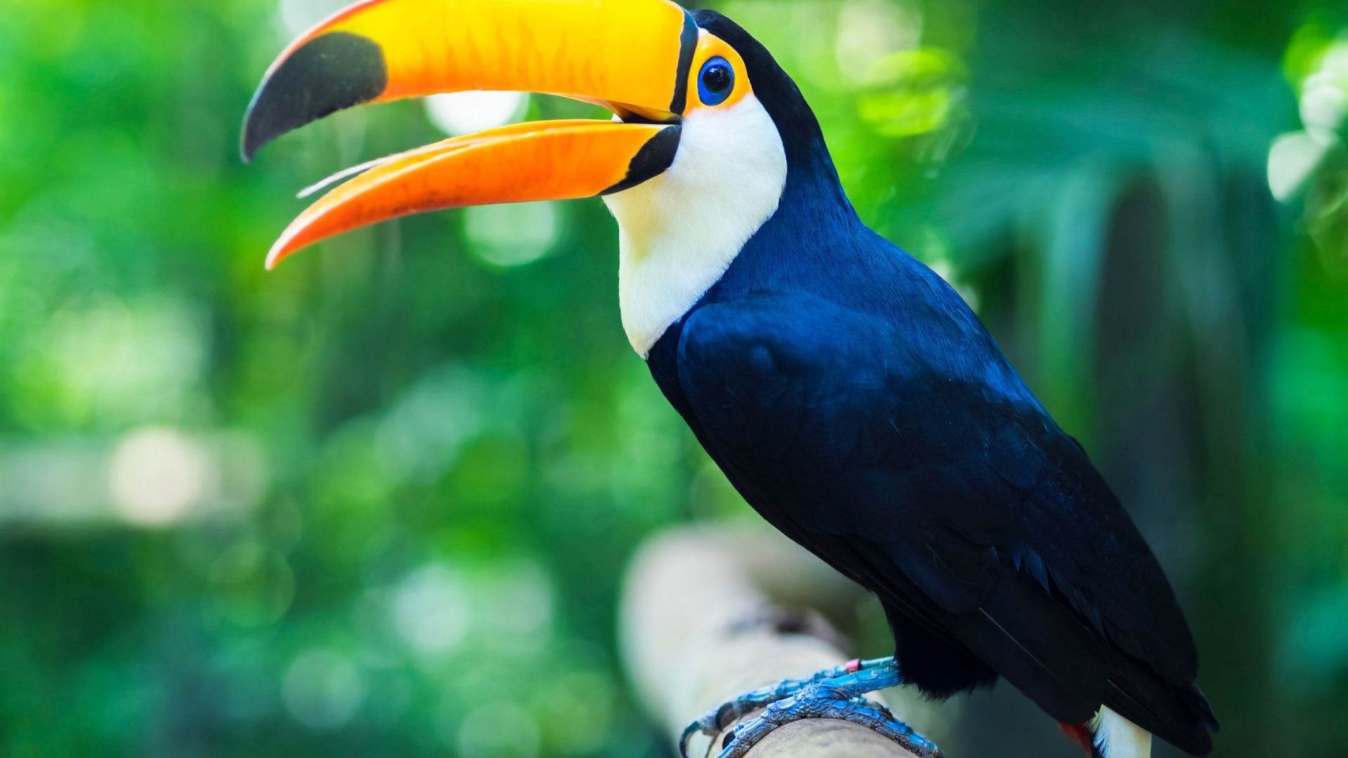 A colourful toucan in Brazil. Image Credit: Getty