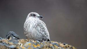 Antarctica Brown Bluff Juvenile Kelp Gull