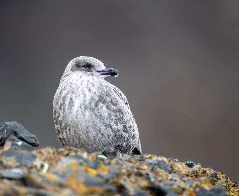 Brown Bluff Juvenile Kelp Gull 