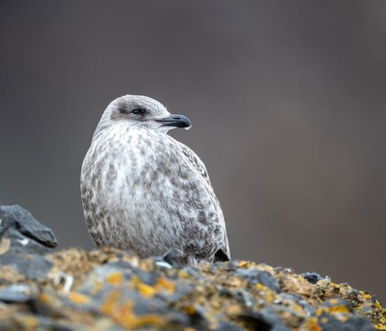 Brown Bluff Juvenile Kelp Gull