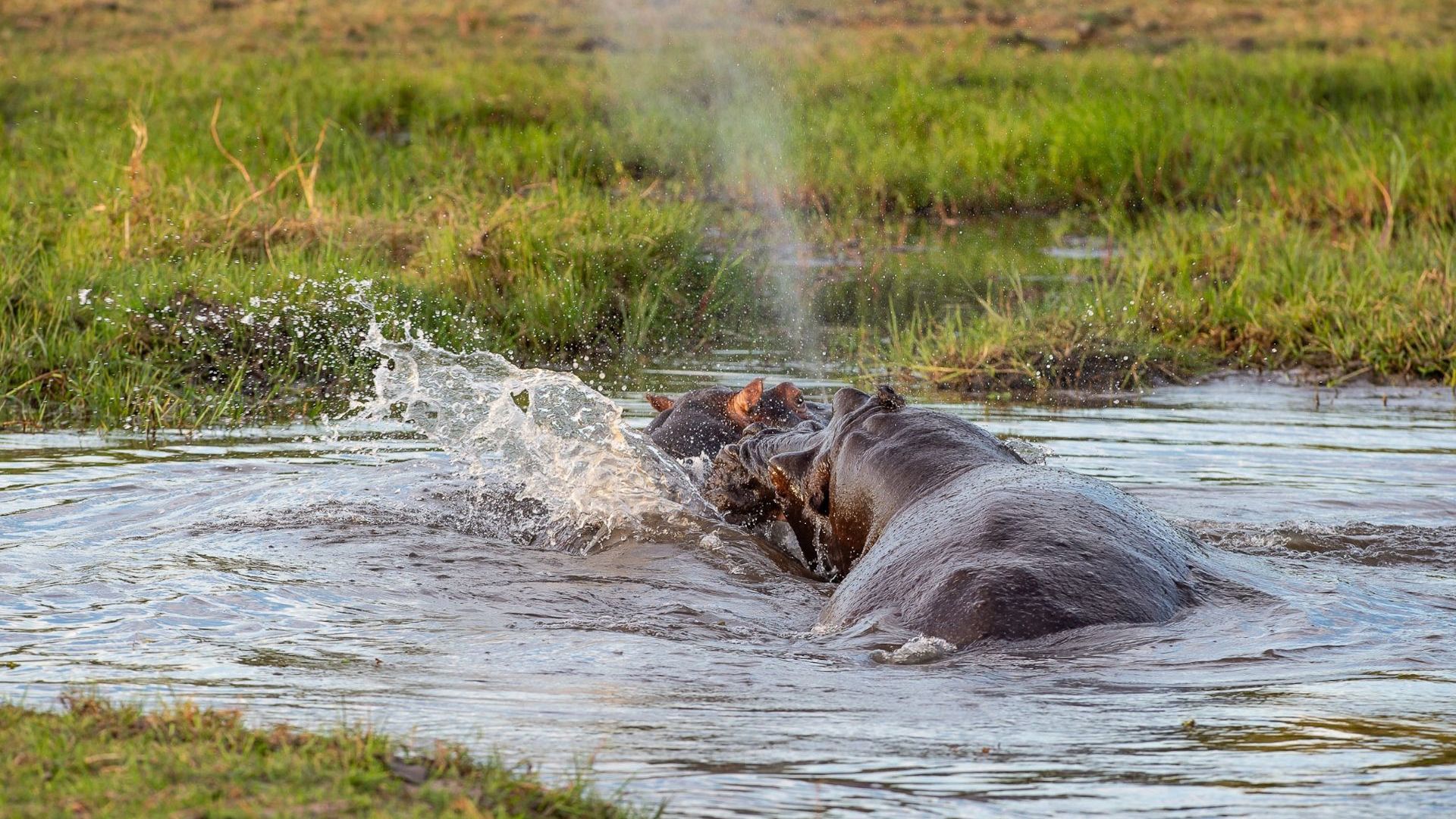 Sunway Botswana Moremi. Image credit: Bruce Taylor
