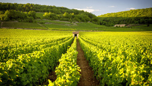 SE Vineyards, Bordeaux, Francejpg 1