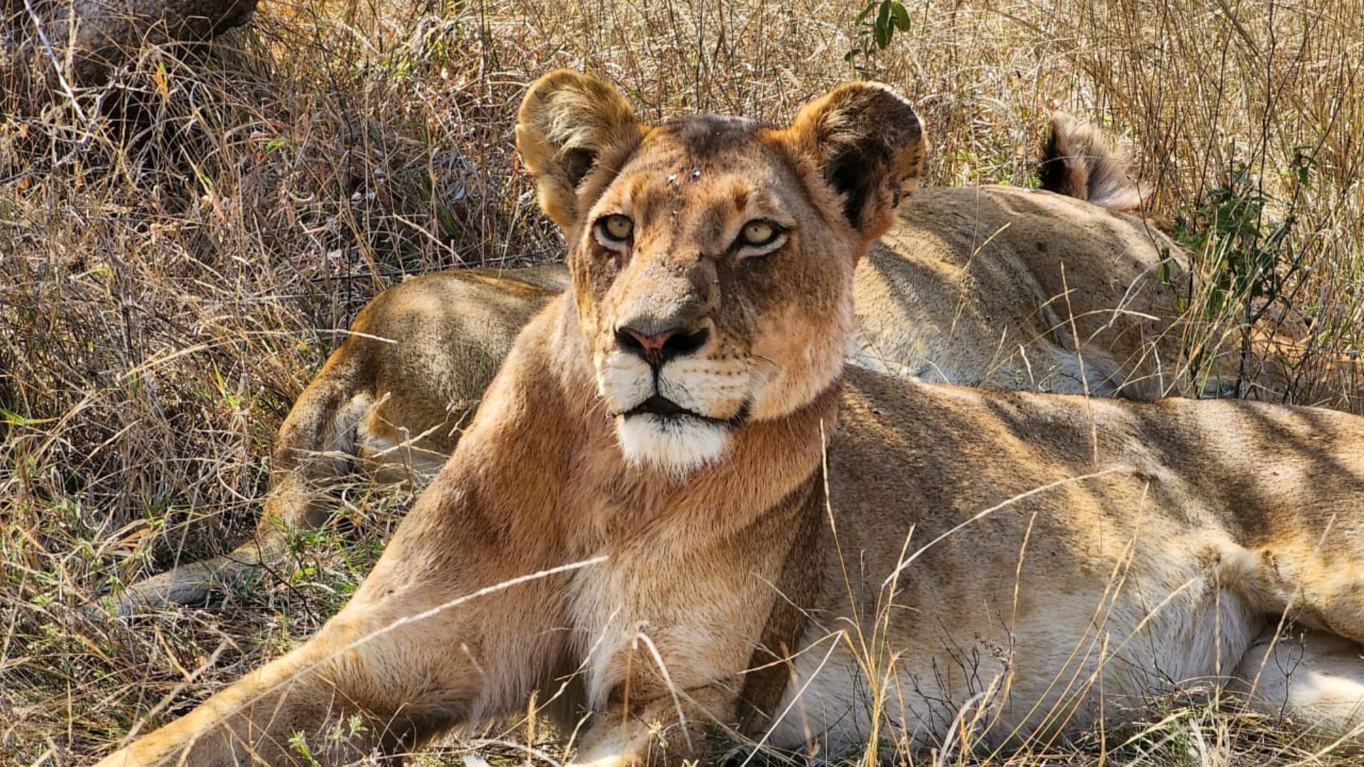 Lion - Viva Expeditions