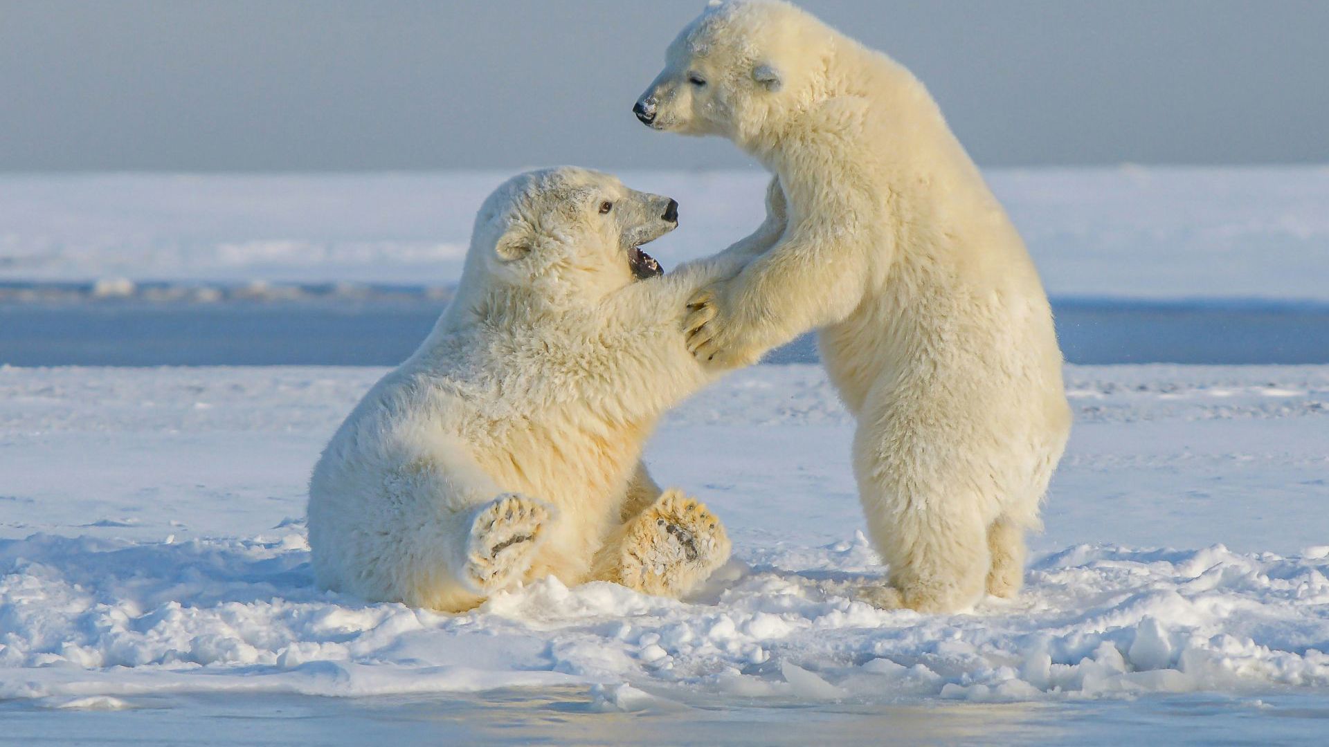 Polar bears