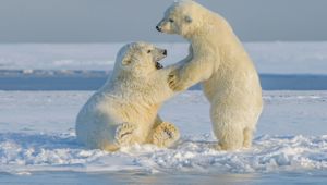 Polar bears