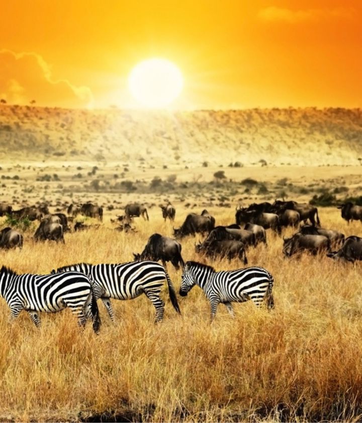 Africa Masai Mara Safari