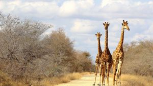 Sunway South Africa Kruger giraffe (Federica Alleti)