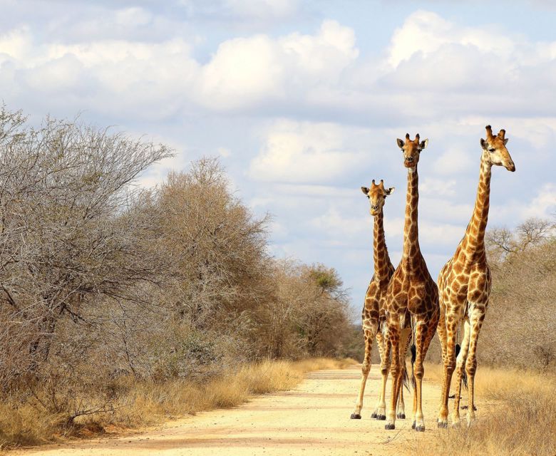 Sunway South Africa Kruger giraffe (Federica Alleti)