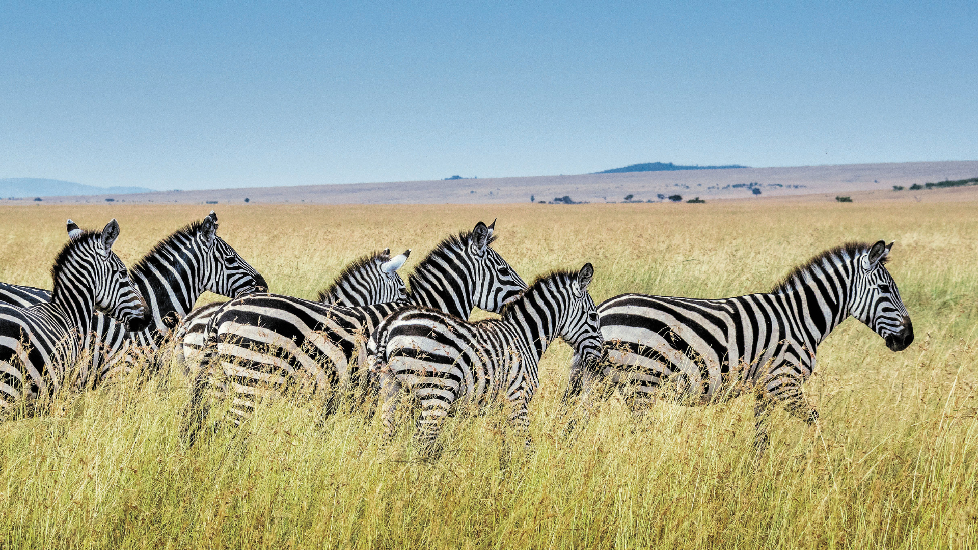 Zebras in Africa