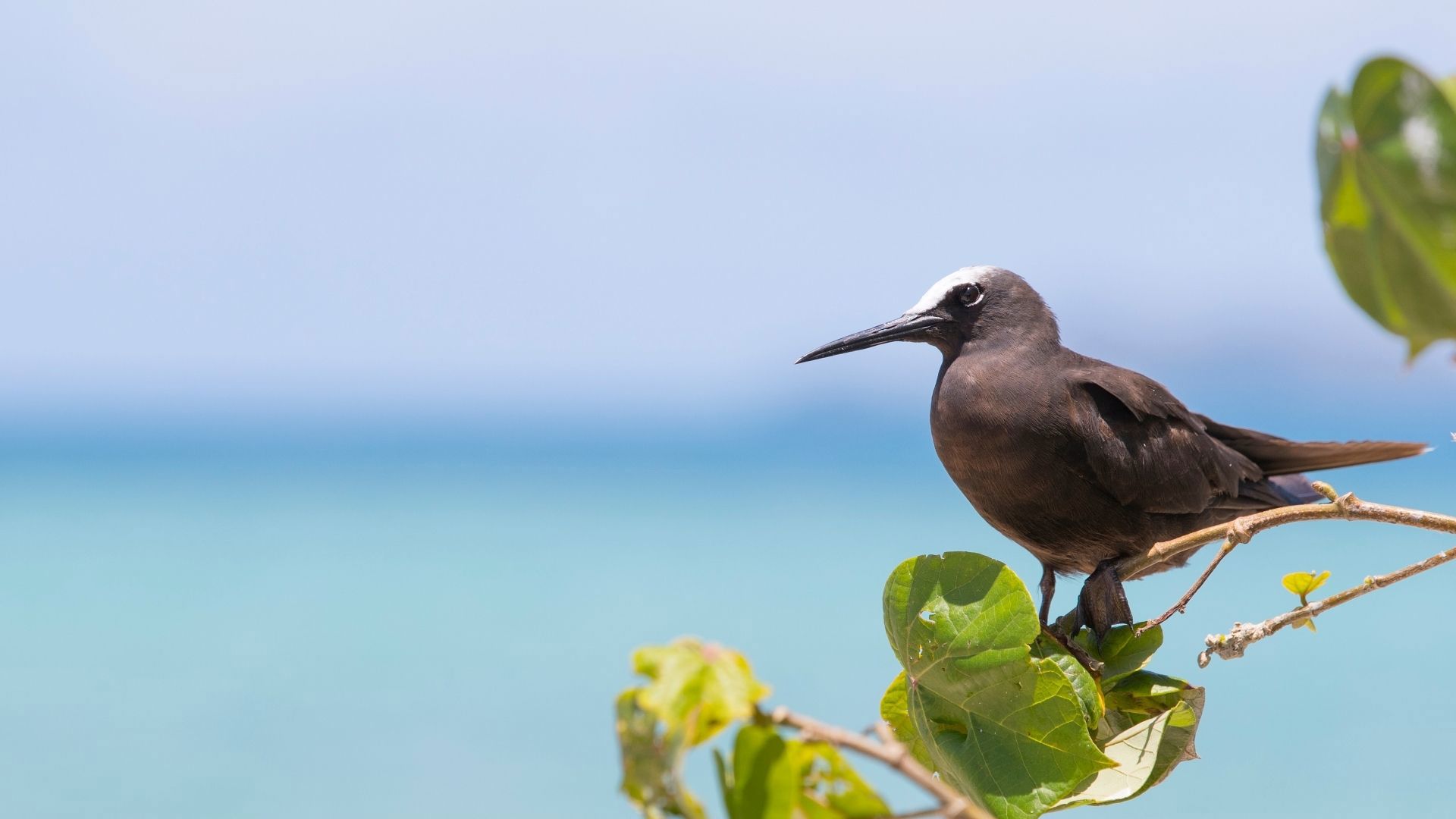 Wildlife Brown Noddy Savala Island Near Lautoka Fiji 