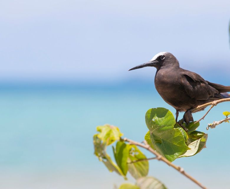 Wildlife Brown Noddy Savala Island Near Lautoka Fiji 