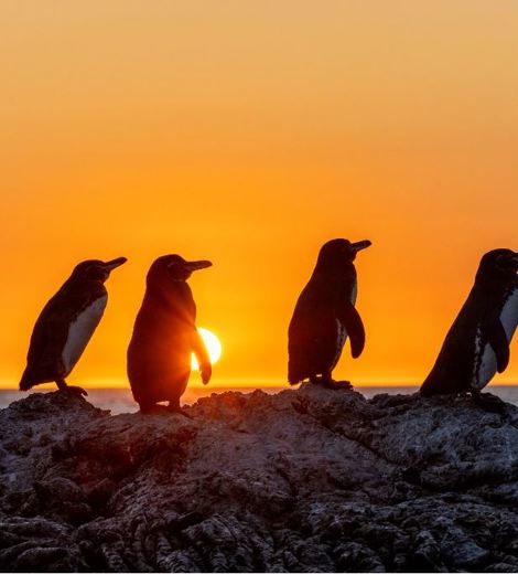 Galapagos Penguins