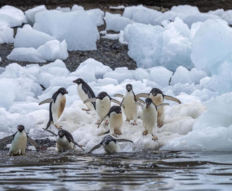  Adelies Penguins in Weddell Sea Devil Island