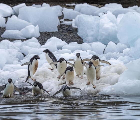 Adelies Penguins in Weddell Sea Devil Island