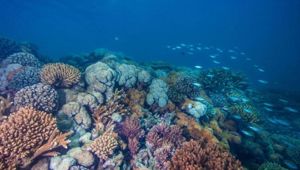 Great Keppel Island Reef