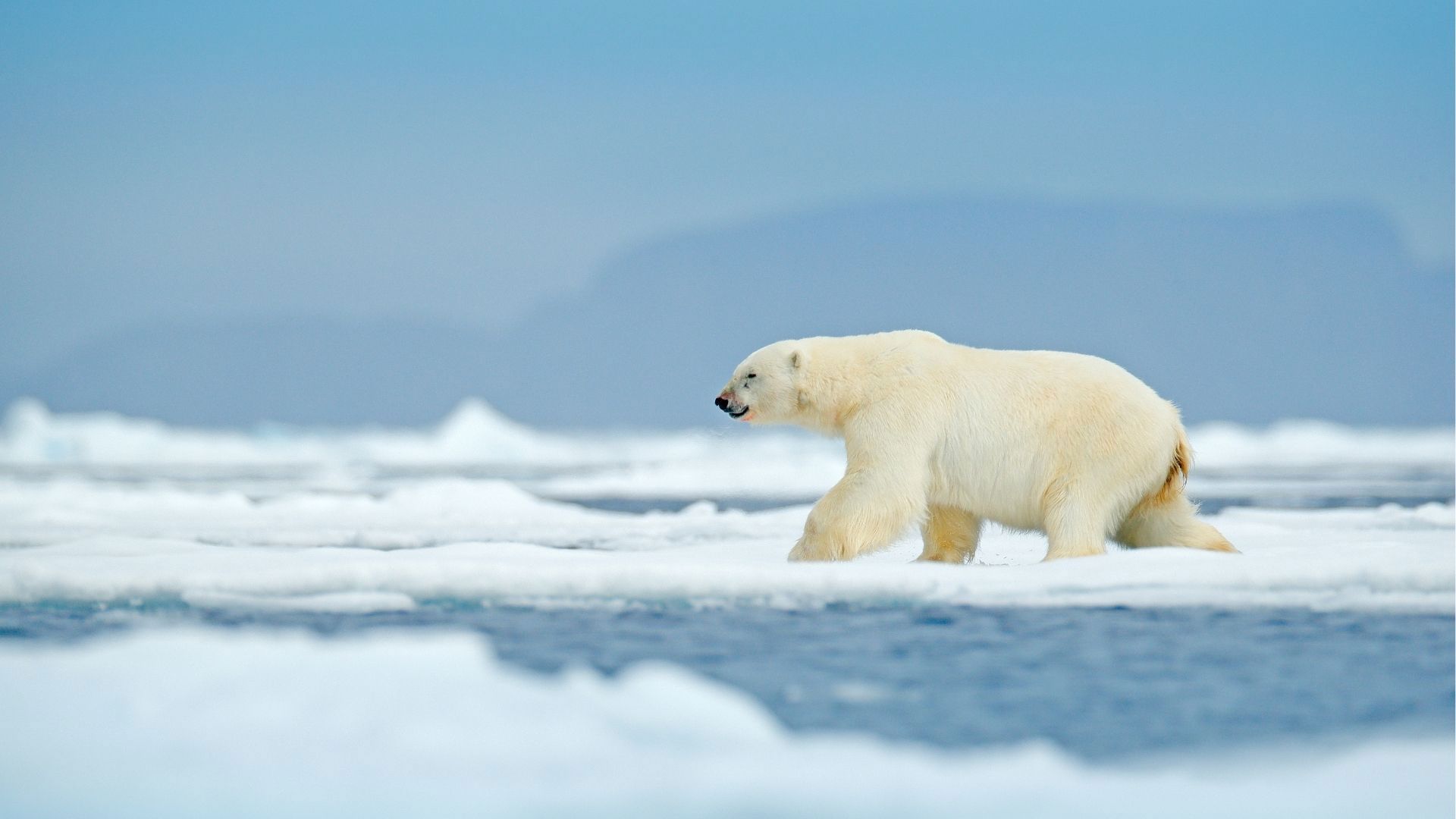 Polar Bear in Antarctic