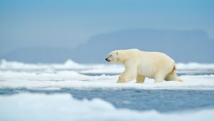 Polar Bear in Antarctic