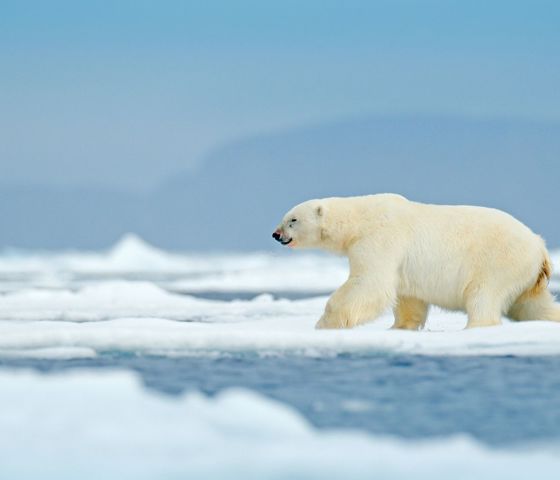 Polar Bear in Antarctic