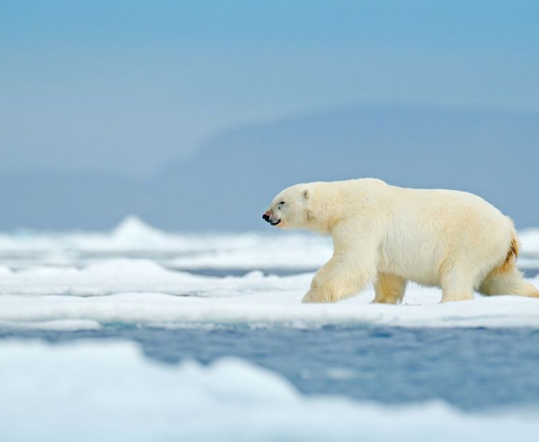 Polar Bear in Antarctic