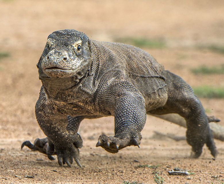 Komodo Dragon