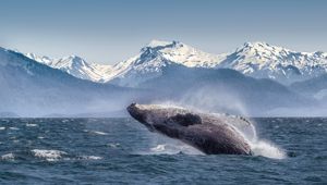 Alaska Glacier Bay National Park Whale