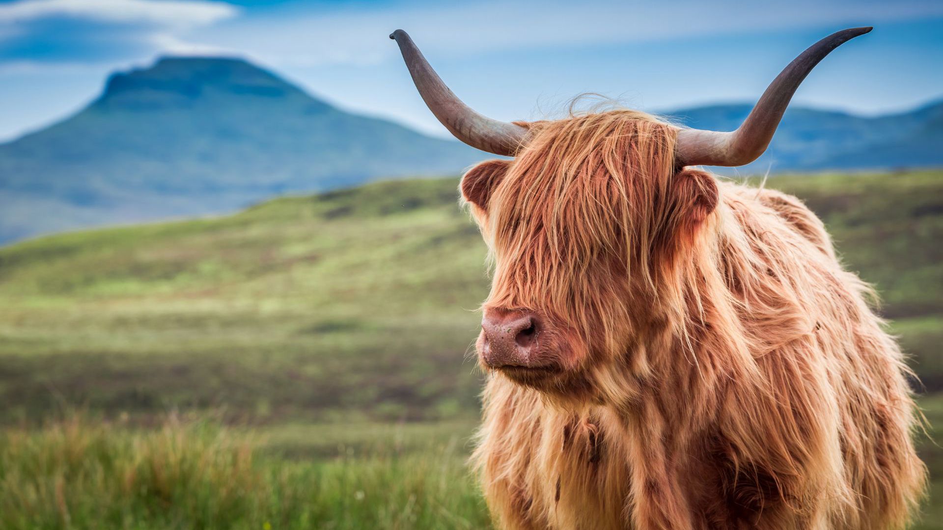Highland Cow
