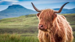 Highland Cow