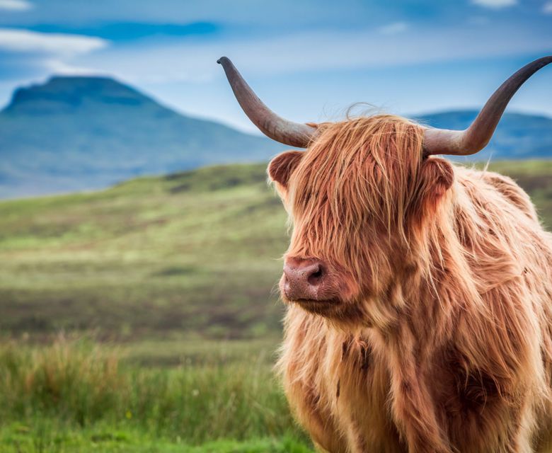 Highland Cow