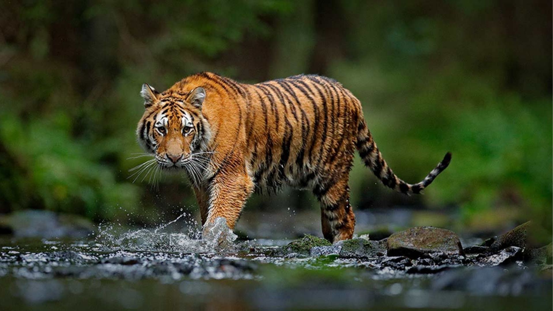 Brahmaputra Adventure in India National Park