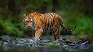 Brahmaputra Adventure in India National Park