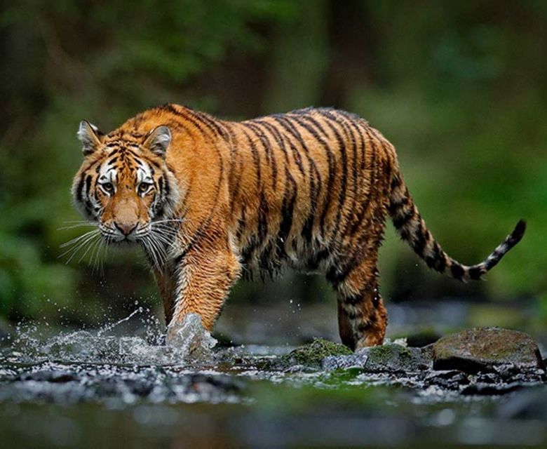 Brahmaputra adventure in India National Park