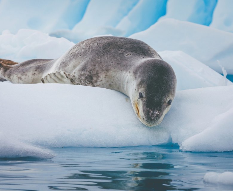 Leopard Seal