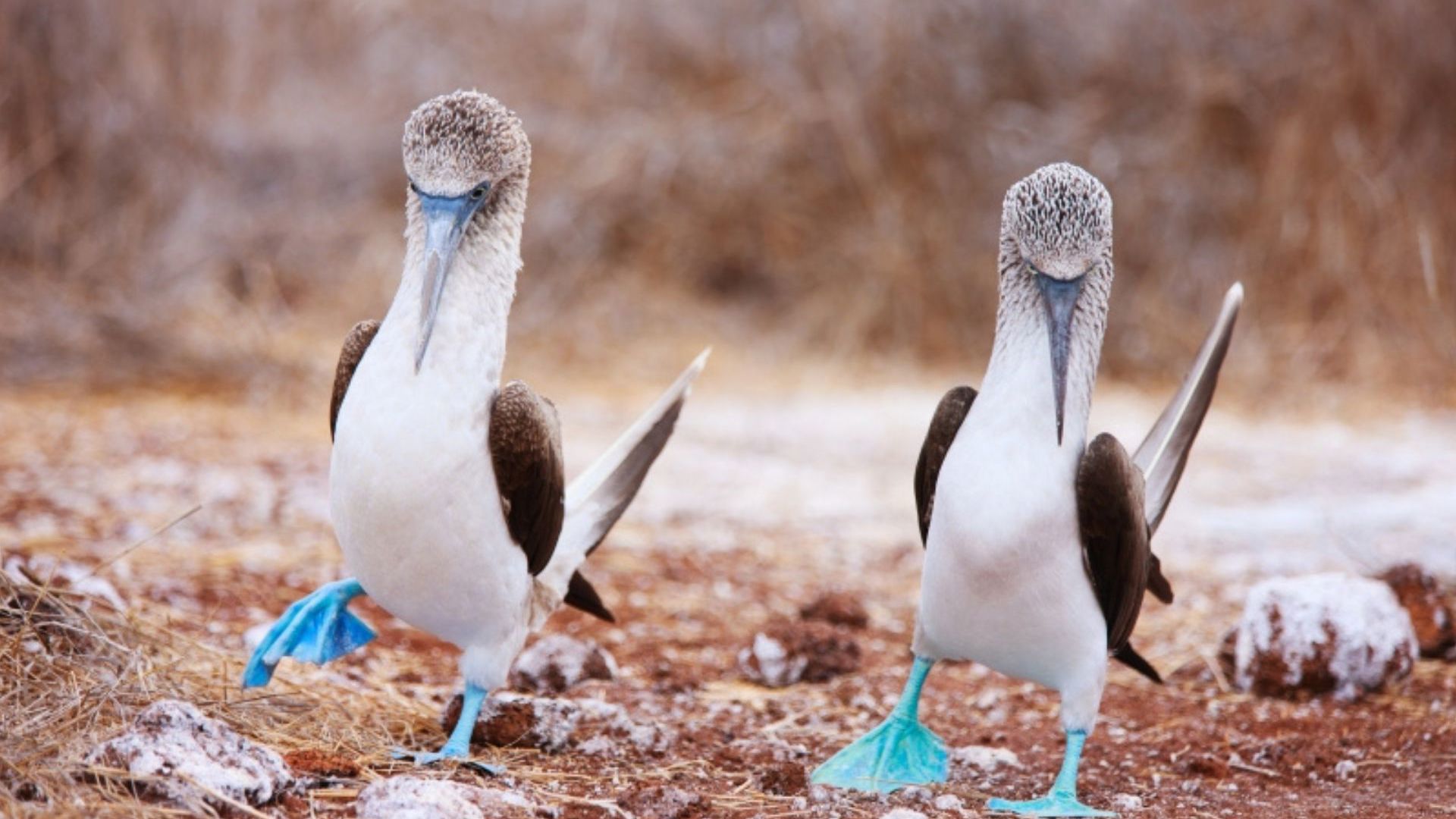 Galapagos Cruise with Wendy Petrie and Viva Expeditions