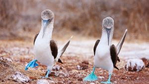 Galapagos Cruise with Wendy Petrie and Viva Expeditions