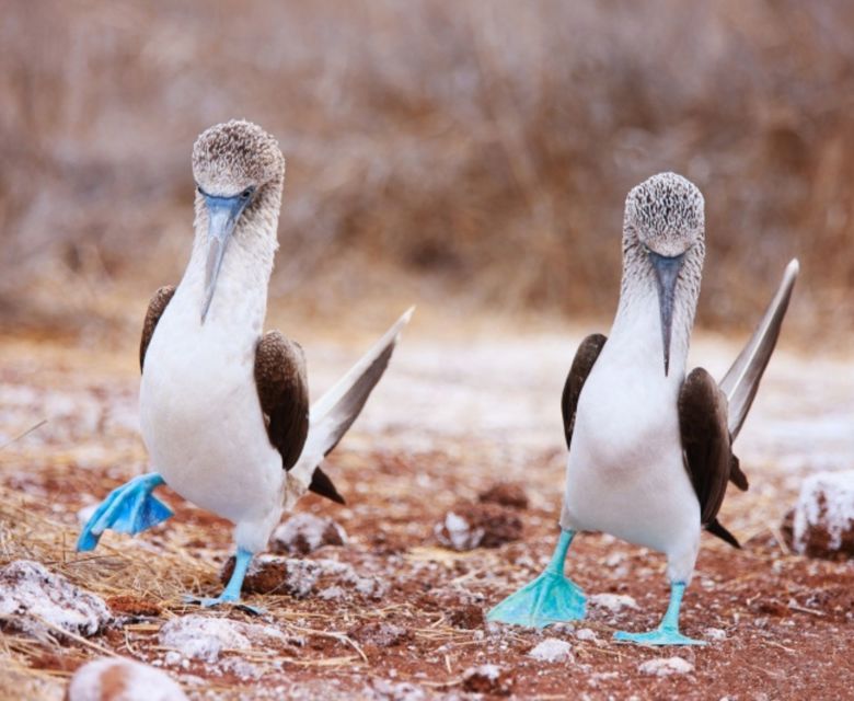 Galapagos Cruise with Wendy Petrie and Viva Expeditions