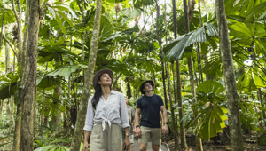 Daintree - TTNQ image 