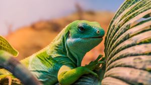 Fiji Banded Iguana