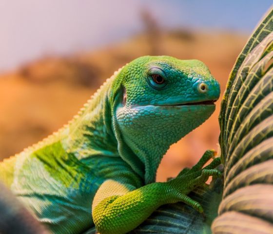Fiji Banded Iguana