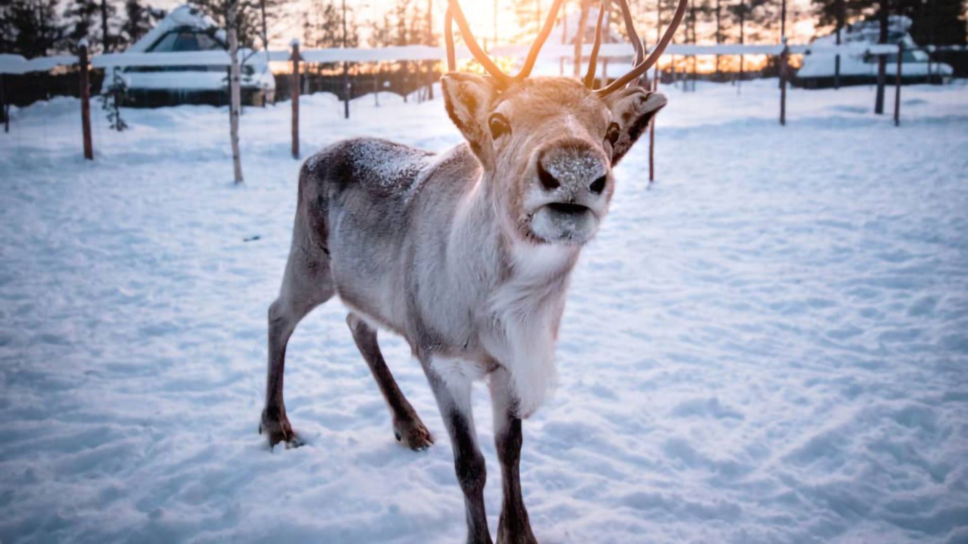 Aurora Village Reindeer © Aurora Village Ivalo 