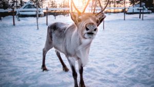 Aurora Village Reindeer © Aurora Village Ivalo 