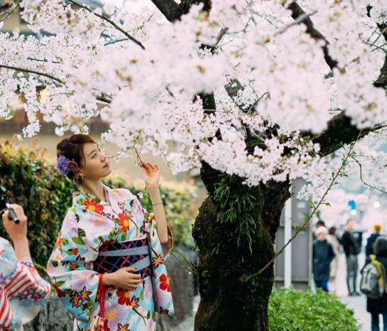 two women taking pictures at the cherry blossom tree in Japan