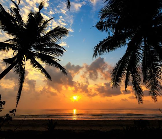 Palm trees on the beach at sunset 