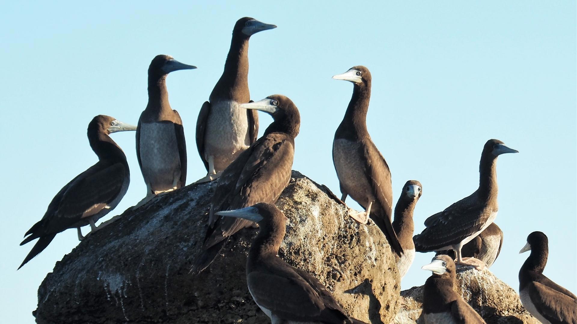 Brown booby in Lacepede Islands