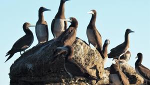 Brown booby in Lacepede Islands