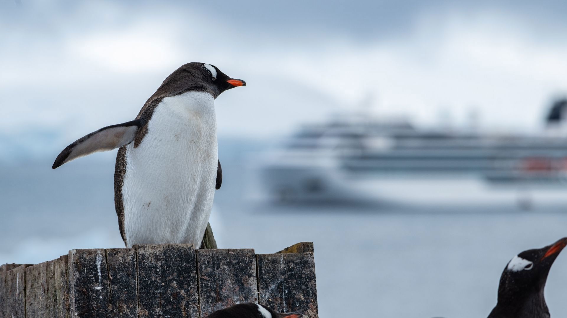 Viking Expedition Ship Antarctica 